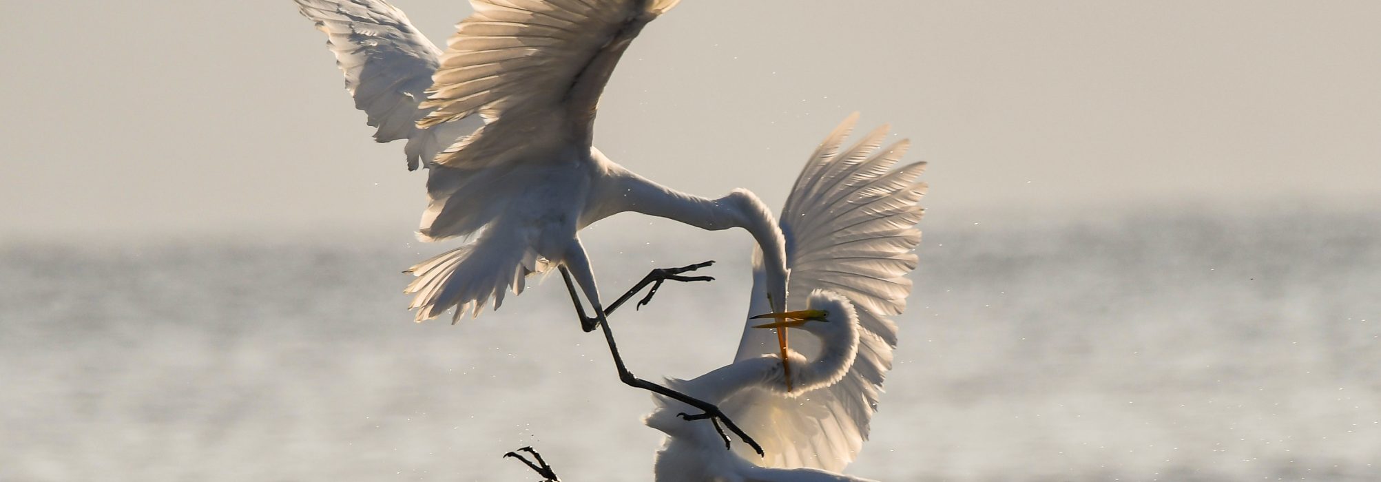 birds-conflict-content-marketing