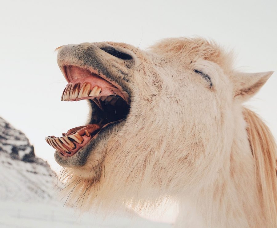 horse-laughting-feelings-content-marketing