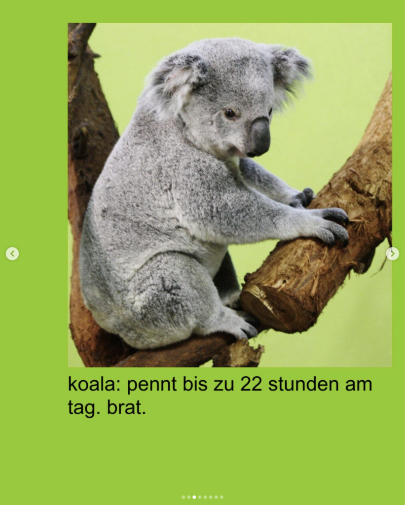 Ein Bild, das Säugetier, Koala, Beuteltier, Schnauze enthält.

Automatisch generierte Beschreibung